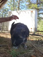 Kodiak, a male Australian Shepherd and German Shepherd Dog for sale in Garden City, MI – Photo 5 of 10