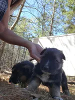 Kodiak, a male Australian Shepherd and German Shepherd Dog for sale in Garden City, MI – Photo 10 of 10