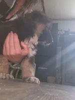 Kodiak, a male Australian Shepherd and German Shepherd Dog for sale in Garden City, MI – Photo 3 of 10