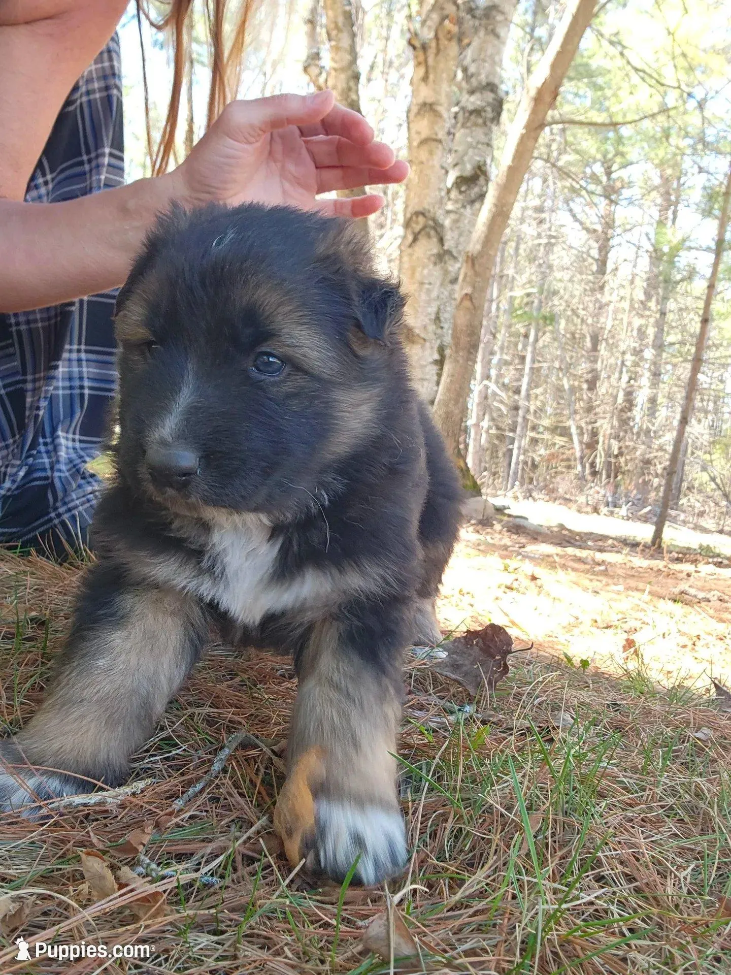 Kodiak, a male Australian Shepherd and German Shepherd Dog for sale in Garden City, MI – Photo 4 of 10
