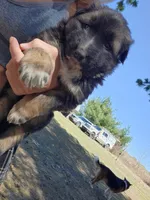 Kodiak, a male Australian Shepherd and German Shepherd Dog for sale in Garden City, MI – Photo 8 of 10