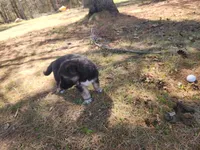 Kodiak, a male Australian Shepherd and German Shepherd Dog for sale in Garden City, MI – Photo 6 of 10