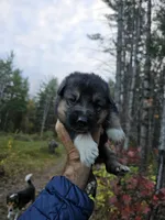 Oak, a male Australian Shepherd and German Shepherd Dog for sale in Garden City, MI – 1 of 1