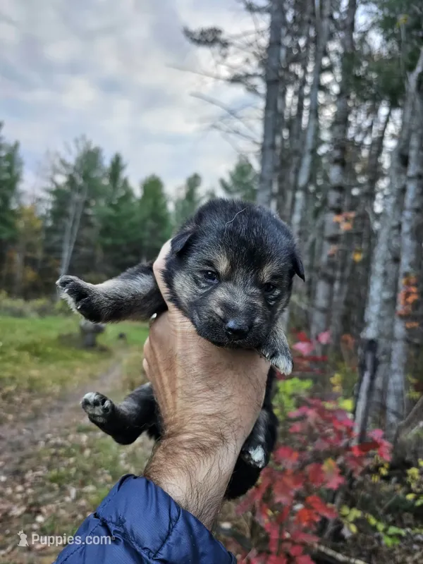 Rockee – German Shepherd Dog puppy for sale in Garden City, MI
