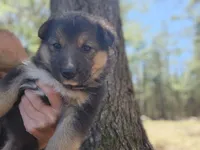 Bear , a male Australian Shepherd and German Shepherd Dog for sale in Garden City, MI – Photo 7 of 9