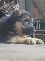 Bear , a male Australian Shepherd and German Shepherd Dog for sale in Garden City, MI – Photo 6 of 9