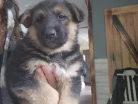 Bear , a male Australian Shepherd and German Shepherd Dog for sale in Garden City, MI – Photo 3 of 9