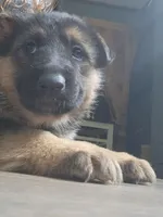 Bear , a male Australian Shepherd and German Shepherd Dog for sale in Garden City, MI – Photo 5 of 9