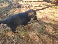 Bear , a male Australian Shepherd and German Shepherd Dog for sale in Garden City, MI – Photo 8 of 9