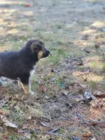Bear , a male Australian Shepherd and German Shepherd Dog for sale in Garden City, MI – Photo 9 of 9