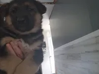 Bear , a male Australian Shepherd and German Shepherd Dog for sale in Garden City, MI – Photo 4 of 9