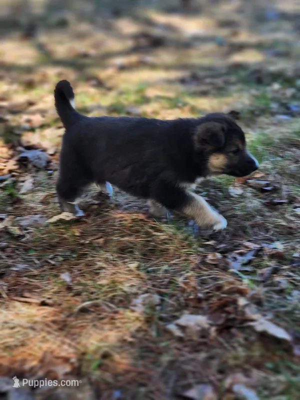 Bear  – Australian Shepherd, German Shepherd Dog puppy for sale in Garden City, MI