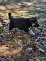 Bear , a male Australian Shepherd and German Shepherd Dog for sale in Garden City, MI – Photo 1 of 9