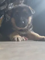 Bear , a male Australian Shepherd and German Shepherd Dog for sale in Garden City, MI – Photo 2 of 9