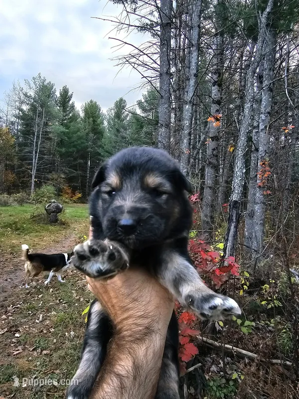 Joey – Australian Shepherd, German Shepherd Dog puppy for sale in Garden City, MI