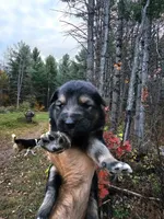 Joey, a female Australian Shepherd and German Shepherd Dog for sale in Garden City, MI – 1 of 1