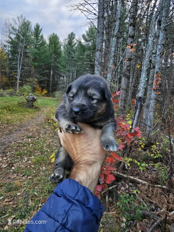 Sassy  – Australian Shepherd, German Shepherd Dog puppy for sale in Garden City, MI