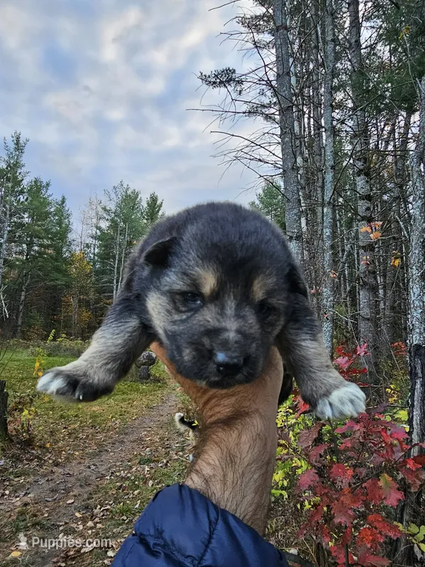 Cole – Australian Shepherd, German Shepherd Dog puppy for sale in Garden City, MI