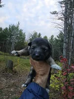 Ricki, a female Australian Shepherd and German Shepherd Dog for sale in Garden City, MI – 1 of 1