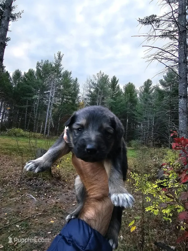 Rueger – German Shepherd Dog puppy for sale in Garden City, MI