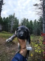Rueger, a male German Shepherd Dog for sale in Garden City, MI – 1 of 1