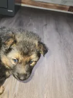 Daisy, a female Australian Shepherd and German Shepherd Dog for sale in Garden City, MI – Photo 2 of 10