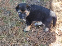 Daisy, a female Australian Shepherd and German Shepherd Dog for sale in Garden City, MI – Photo 8 of 10