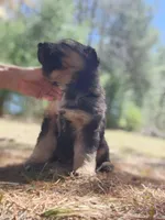 Daisy, a female Australian Shepherd and German Shepherd Dog for sale in Garden City, MI – Photo 6 of 10