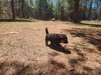Daisy, a female Australian Shepherd and German Shepherd Dog for sale in Garden City, MI – Photo 10 of 10