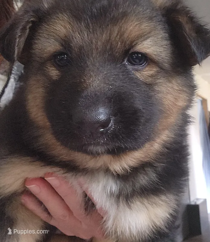 Daisy – Australian Shepherd, German Shepherd Dog puppy for sale in Garden City, MI