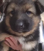 Daisy, a female Australian Shepherd and German Shepherd Dog for sale in Garden City, MI – Photo 1 of 10