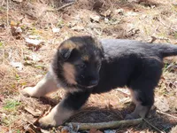 Daisy, a female Australian Shepherd and German Shepherd Dog for sale in Garden City, MI – Photo 5 of 10