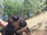 Daisy, a female Australian Shepherd and German Shepherd Dog for sale in Garden City, MI – Photo 4 of 10