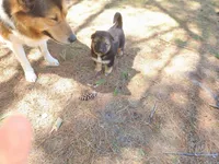 Daisy, a female Australian Shepherd and German Shepherd Dog for sale in Garden City, MI – Photo 7 of 10