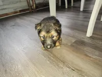 Daisy, a female Australian Shepherd and German Shepherd Dog for sale in Garden City, MI – Photo 3 of 10