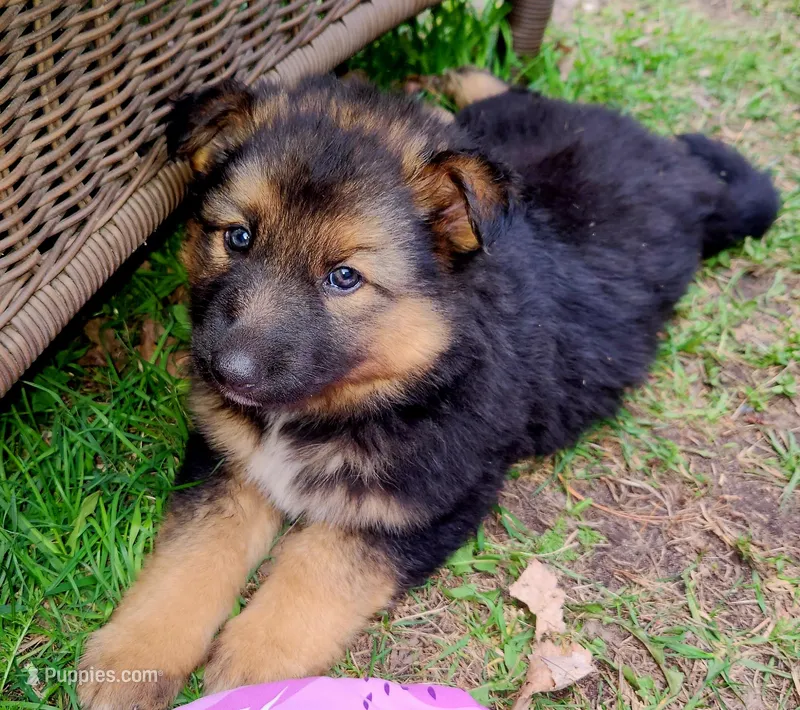 Daisy – Australian Shepherd, German Shepherd Dog puppy for sale in Garden City, MI