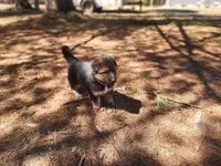 Daisy, a female Australian Shepherd and German Shepherd Dog for sale in Garden City, MI – Photo 9 of 10