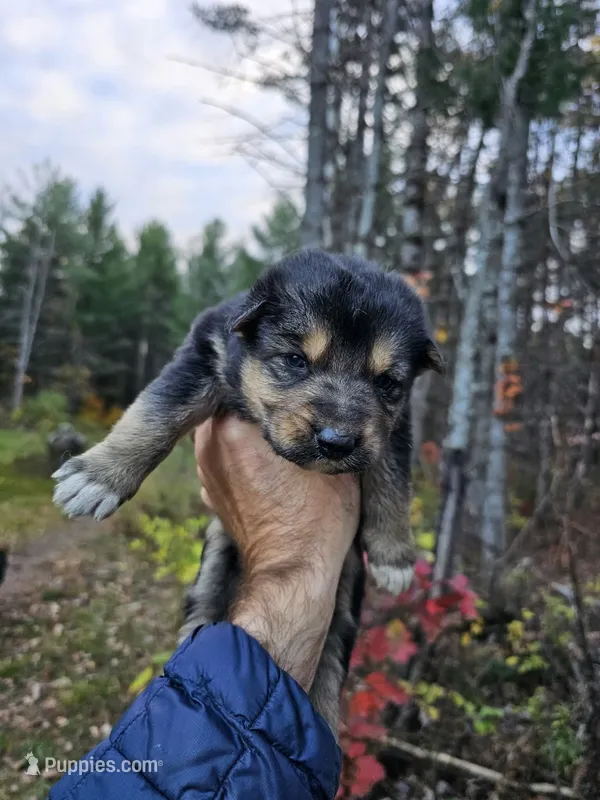 Levi – Australian Shepherd, German Shepherd Dog puppy for sale in Garden City, MI