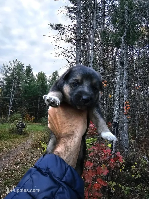 Levi – Australian Shepherd, German Shepherd Dog puppy for sale in Garden City, MI