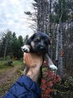 Levi, a male Australian Shepherd and German Shepherd Dog for sale in Garden City, MI – 1 of 1