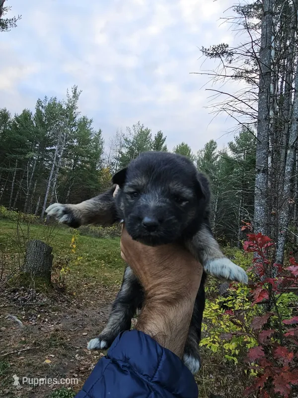 Colt – Australian Shepherd, German Shepherd Dog puppy for sale in Garden City, MI