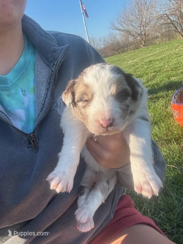 Merle – Australian Shepherd puppy for sale in Bedford, IN