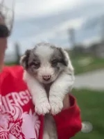 Merle, a male Australian Shepherd for sale in Bedford, IN – Photo 1 of 5