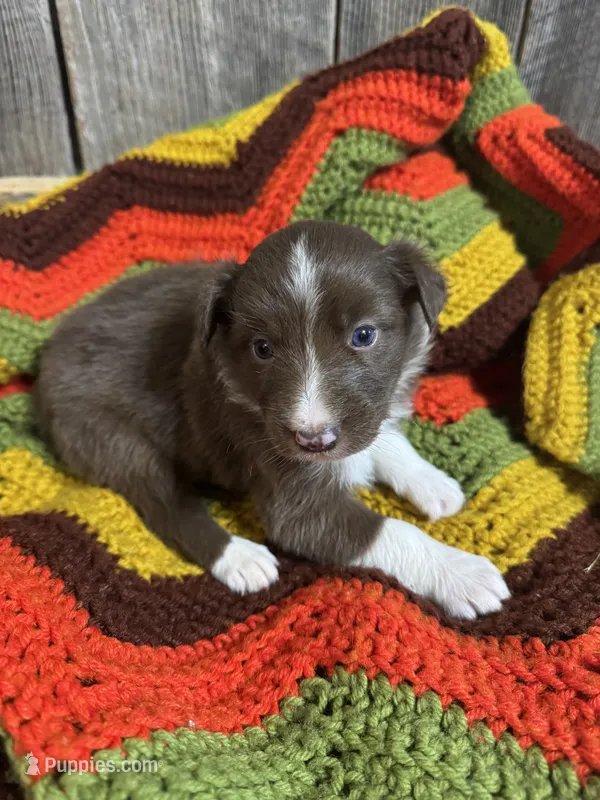 Patsy – Australian Shepherd puppy for sale in Bedford, IN