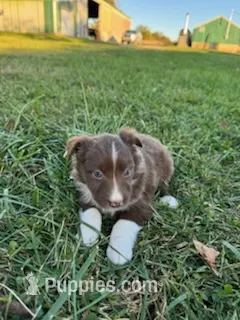 Patsy – Australian Shepherd puppy for sale in Bedford, IN
