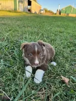 Patsy, a female Australian Shepherd for sale in Bedford, IN – 1 of 2