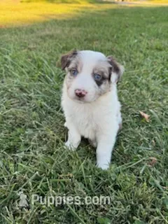 Waylon – Australian Shepherd puppy for sale in Bedford, IN