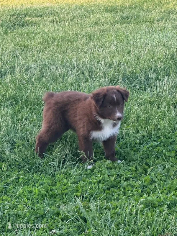 Spot – Australian Shepherd puppy for sale in Bedford, IN