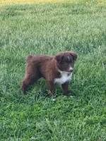 Spot, a male Australian Shepherd for sale in Bedford, IN – Photo 1 of 4