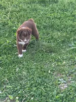 Spot, a male Australian Shepherd for sale in Bedford, IN – Photo 2 of 4